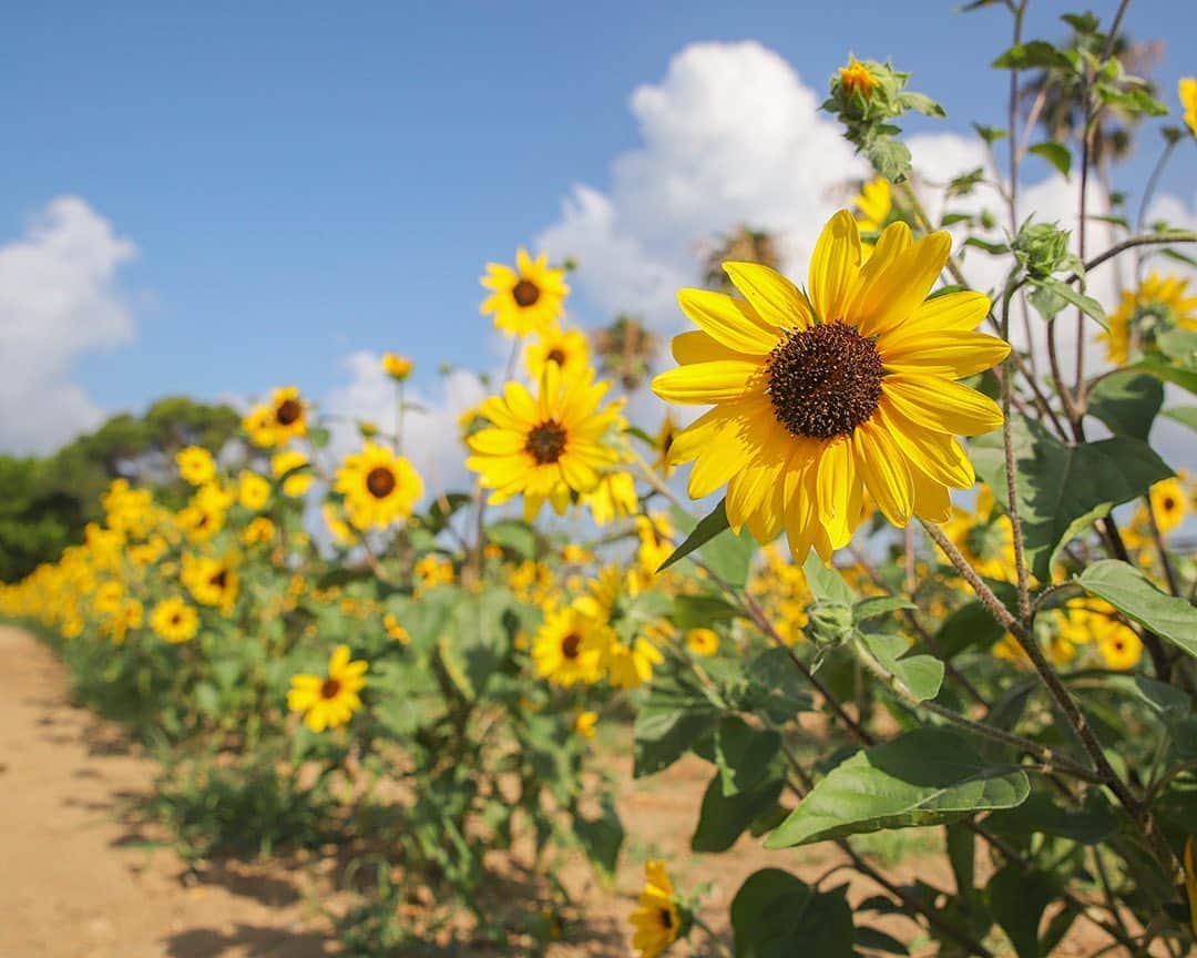 愛知県田原市のインスタグラム：「. Are you enjoying midsummer? 夏本番、楽しんでる？？ * #伊良湖菜の花ガーデン の#ひまわり畑 が 見頃を迎えたよ〜🌻 毎日暑くてバテそうだけど、 ひまわりから元気もらって乗り切ろう☀️ #熱中症には気を付けてね！  #たはら暮らし#夏#ひまわり#向日葵 #渥美半島#田原市#伊良湖岬#伊良湖#赤羽根#菜の花浪漫街道 #tahara#irago#akabane#サーフィン#surfing#田舎暮らし#日々の暮らし #休日の過ごし方#スローライフ #instagramjaran#igersjp」