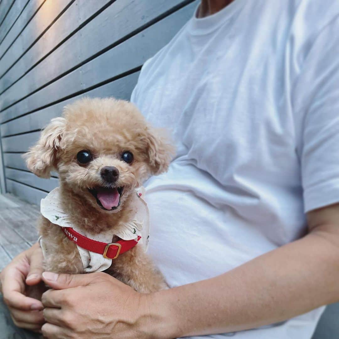 ふわさんのインスタグラム写真 - (ふわInstagram)「ふわ散歩中… ふわが寄り道希望。 2枚目のpicは 寄り道決定した時のお顔。  この日の ラブリーワンピースは 接触冷感タイプで @moncheri.dog さん🍒 お散歩中もたくさんの人に 褒めていただきました。  #toypoodle#toypoodlegram#dogsofinstagram#instadog#doglover#doglife#cutedog#dog#fuwamama#ふわもこのふわ#ふわ#トイプードル#ふわもこ部#犬バカ部#親バカ部#犬のいる暮らし#いぬすたぐらむ#pr」7月28日 15時57分 - huwayama