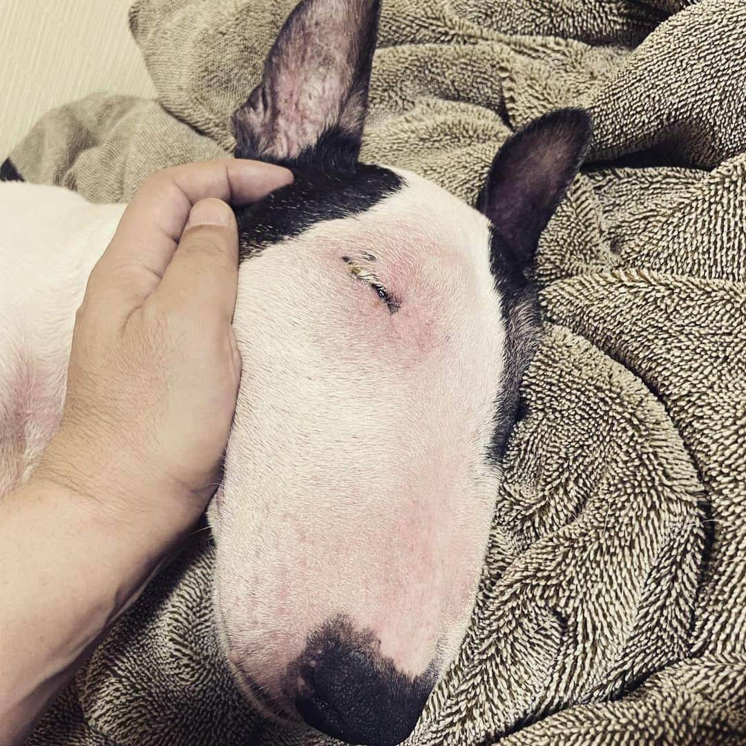 Q太郎さんのインスタグラム写真 - (Q太郎Instagram)「#minituru#bull#terrier#minibullterrier#miniturubullterrier#dog#dogstagram#cute#qtaro#love#family#ミニチュア#ブルテリア#ミニチュアブルテリア#Q太郎」7月28日 16時11分 - qtaro.jun