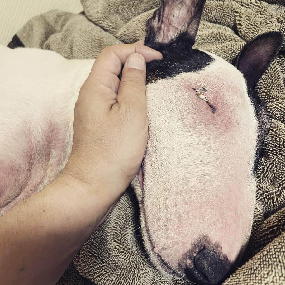 Q太郎さんのインスタグラム写真 - (Q太郎Instagram)「#minituru#bull#terrier#minibullterrier#miniturubullterrier#dog#dogstagram#cute#qtaro#love#family#ミニチュア#ブルテリア#ミニチュアブルテリア#Q太郎」7月28日 16時11分 - qtaro.jun