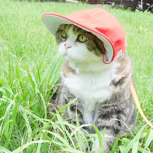 まる & はなさんのインスタグラム写真 - (まる & はなInstagram)「赤白帽子がぴったりでお似合いなまるさん。 はなみりにも似合ってるけど大き過ぎるからすぐにズレちゃう。 The red hat fits Maru perfectly and looks very good on him.  It looks good on Hana&Miri too, but it's too big for them, so it slips easily.  YouTube↓↓↓ https://youtu.be/PXOvQrlfuSo」7月28日 16時16分 - maruhanamogu