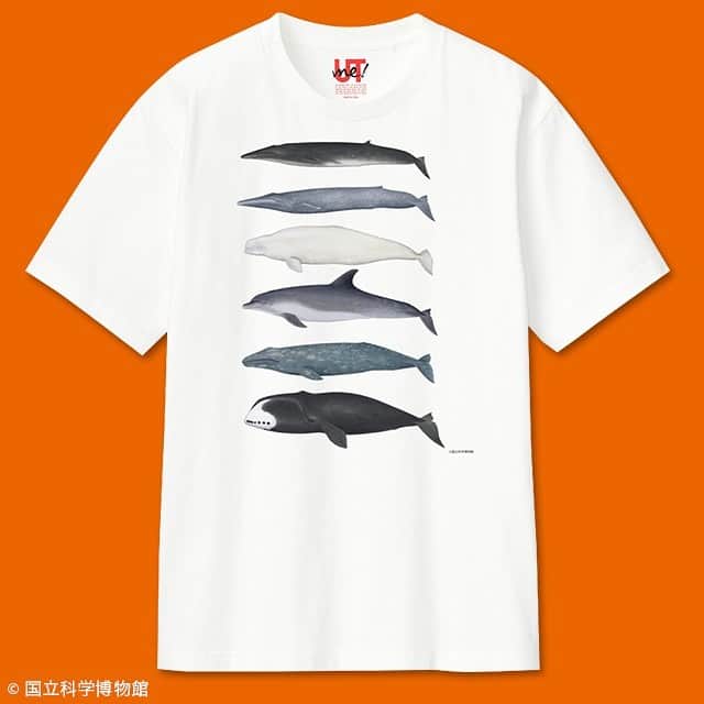 UTme! ユーティミーさんのインスタグラム写真 - (UTme! ユーティミーInstagram)「日本トップクラスの歴史と規模を誇る国立科学博物館（科博）。  UTme!では科博の名物展示であるシロナガスクジラやフタバスズキリュウなど全62種類のデザインを自由に組み合わせ、配置する事ができます。  #utme #オリジナルtシャツ #ユニクロ #国立科学博物館　#科博」7月28日 16時38分 - utme_official