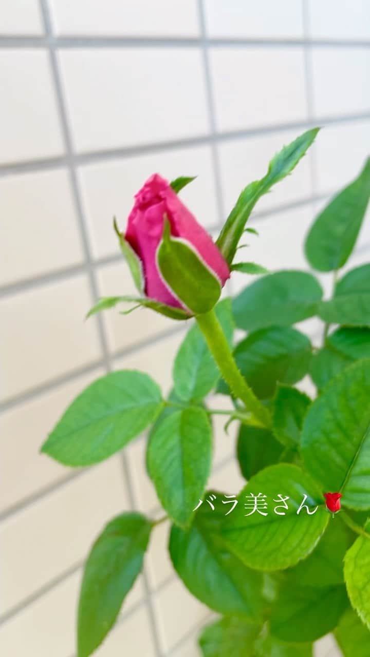 結城さなえのインスタグラム