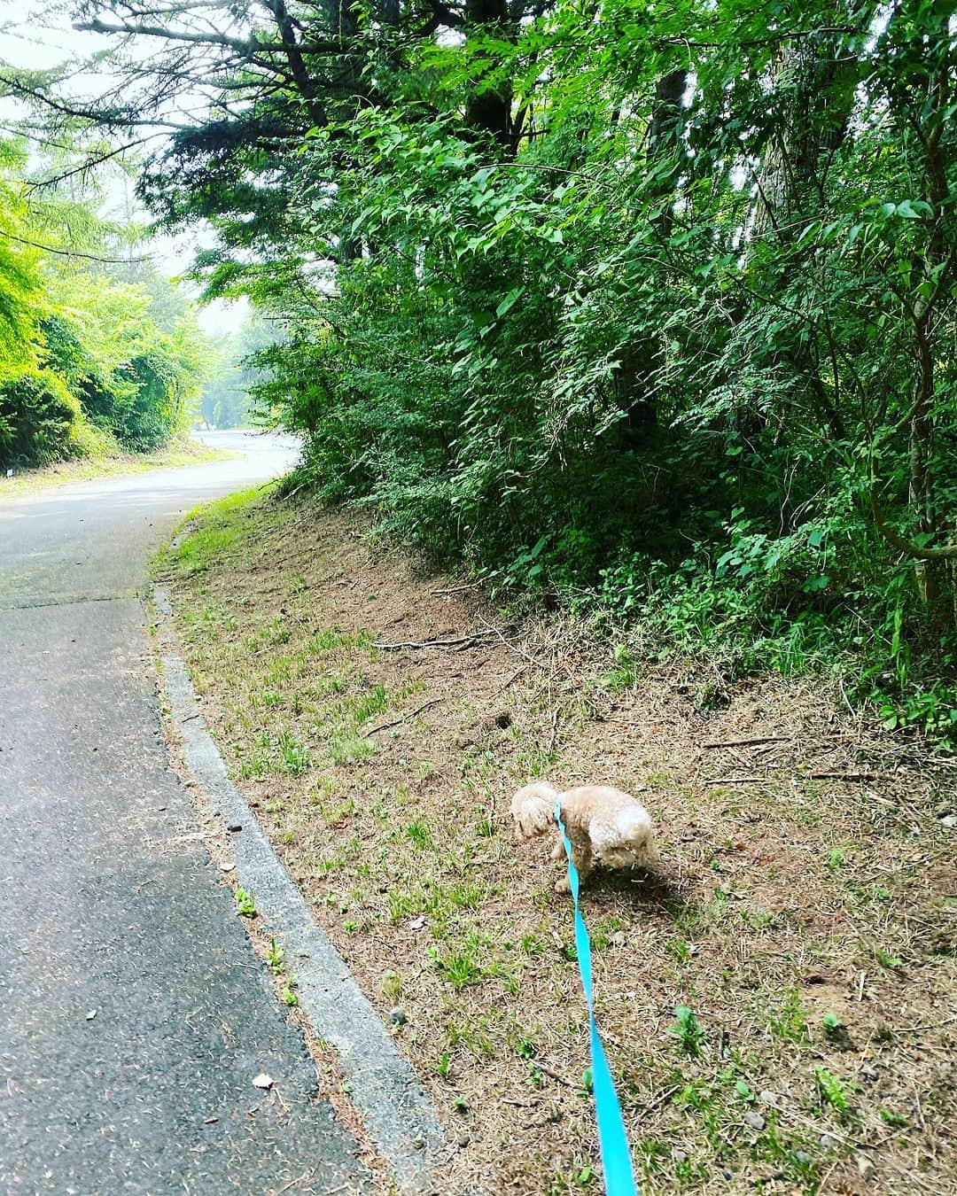 木原さとみさんのインスタグラム写真 - (木原さとみInstagram)「なんて、涼しいのでしょう‼️連日の暑さがうそみたいです。 気持ちいい。 #みにょん　も嬉しそうに　#お散歩 #緑いっぱい #ふじちゃん」7月28日 16時39分 - satop0704