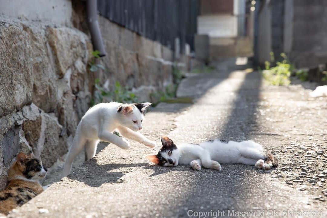 Masayukiさんのインスタグラム写真 - (MasayukiInstagram)「油断大敵。  #cat #ねこ #猫 #東京カメラ部 #nekoclub  #mmgtw #my_eos_photo  #yourshotphotographer」7月28日 8時50分 - okirakuoki