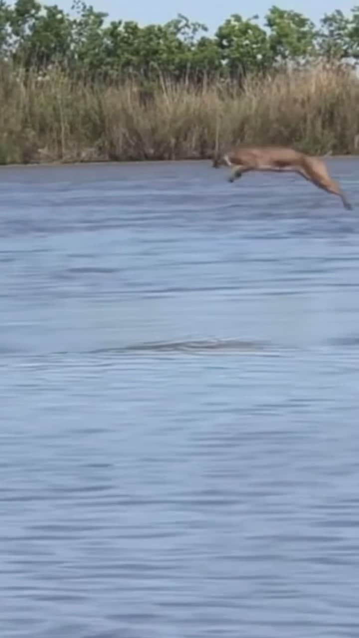 WildLifeのインスタグラム：「/ 🎥 [©️ Ryan Olivier via YouTube] • • • • • • • • • • • • • • • • • • • • • • • • • • • • • • • Follow for more @wildlifepage  Follow for more @wildlifepage  - - - #wildlifepictures #wildlifeplanet #wildlifeig #wildlifepage #wildlife_shots #wildlifefestival #wildlife_seekers #wildlifepics #wildlifephotography」