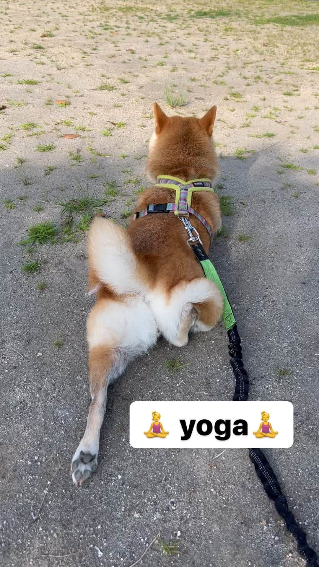 柴犬ハル&保護犬すずのインスタグラム：「🧘 . 早起きして公園でyogaなの🧘‍♀️ . #朝は白湯をいただきますの #夜はアロマで瞑想しオーガニックコットンの布団で寝ますの #嘘です #朝は茶を飲み夜はアイスを寝る前に食べ #２匹の犬の匂いのついたニトリの布団で爆睡です . #柴犬#柴#kagoshima#dog#puppy#shibainu#shibastagram#いぬバカ部#family#cat#鹿児島#赤柴#ねこ#猫#雑種#天文館#日本犬#保護犬を家族に#保護犬#元保護犬#姉妹#yogainspiration」