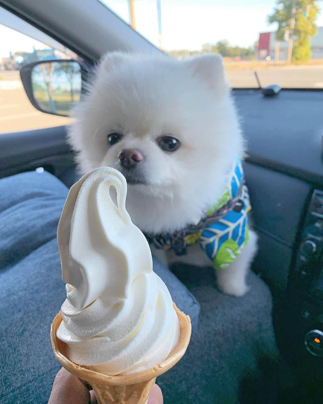 ニコちゃんさんのインスタグラム写真 - (ニコちゃんInstagram)「はいどーぞ🍦🐻‍❄️✨ 暑いですね☀️こまめなソフトクリーム補給してくださいねやっほい❣️ #熱中症対策 #こまめなソ補 #ソフトクリーム大好き #ソフト部 #愛してるよ #ポメリズム #ポメラニアン #白ポメ #pomeranian #ありがとう」7月28日 10時18分 - nico_susukita