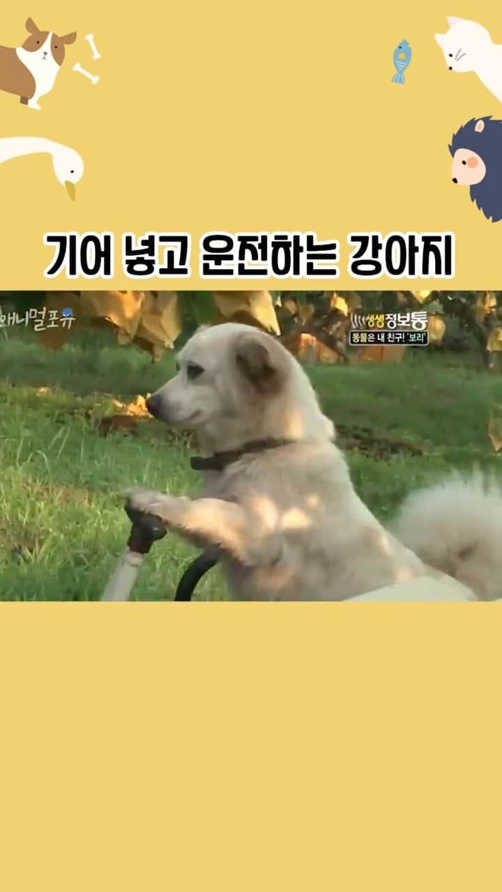 のインスタグラム：「조만간 차 뽑을 강아지 1위   ✅원본 영상 ➡️https://youtu.be/vKWdecTViaM ✳️ 방송 정보 : KBS 생생 정보통 100825 방송  #강아지 #개 #트랙터 #운전 #동물 #애니멀포유」