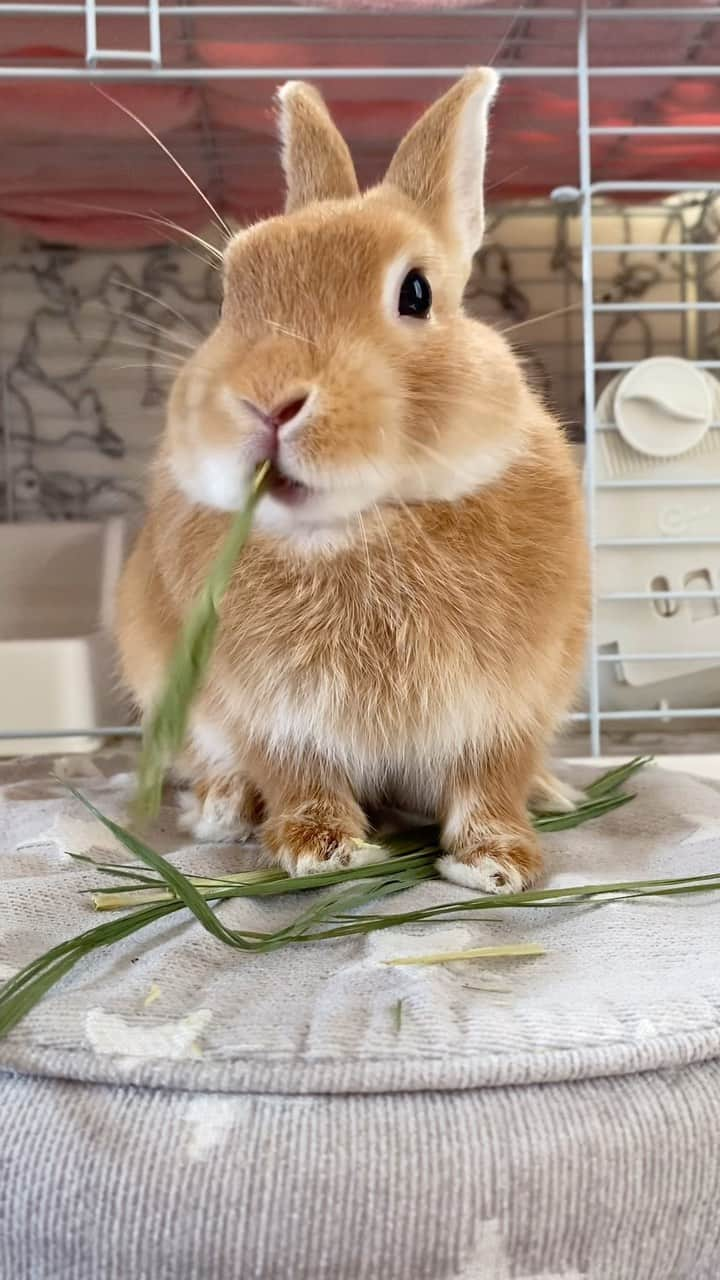 ラン?のインスタグラム：「もぐもぐ( ˶ ᷇𖥦 ᷆˵ )もぐもぐ‪🌱‬ ずっと見ていられる😚💞‪🌱‬ ☆ #うさぎのシェリー  #うさぎ #うさぎのいる暮らし #rabbit #ネザーランドドワーフ #ふわもこ部 #もふもふ部 #netherlanddwarf #kawaii #かわいい #うさぎ部  2023.07.28」