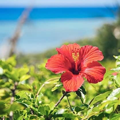 majunさんのインスタグラム写真 - (majunInstagram)「夏の太陽にも負けず 元気に咲くハイビスカス。  MAJUN OKINAWAには、 そんな情熱的な花々をモチーフにした かりゆしウェアが揃っています。  #majun #majunokinawa #マジュン #かりゆし #かりゆしウェア #かりゆしシャツ #沖縄旅行 #沖縄観光 #沖縄観光スポット #沖縄好き #沖縄好きな人と繋がりたい #沖縄生活 #沖縄土産 #沖縄本島 #沖縄離島 #沖縄リゾート #沖縄フォト #沖縄結婚式 #リゾート婚 #リゾート挙式 #ギフト #ギフトにおすすめ #糸満 #那覇 #豊見城 #イーアス沖縄豊崎 #やちむん通り #西崎 #豊崎」7月28日 11時00分 - majunokinawa