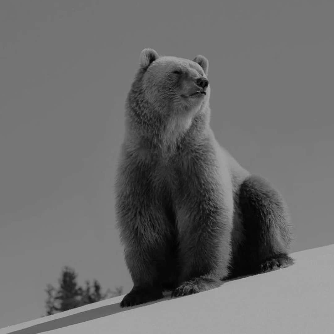 デレク ラムのインスタグラム：「Napa the bear @four_paws_international」