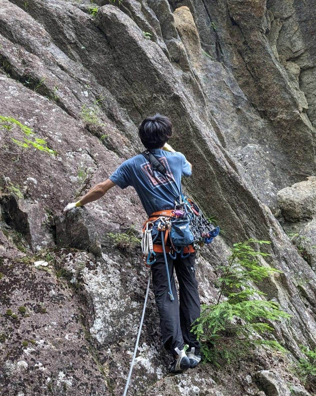 安間佐千さんのインスタグラム写真 - (安間佐千Instagram)「Which line do you want to climb?  岩の節理があちこちに走るこの岩峰はほとんど手付かずの状態で僕の前に現れた。無数のクラックがあるこの岩には無限のラインの可能性がある。まるで岩に「君たちはどう登るか」と問いかけられているようだ。僕はど真ん中をグランドアップで攻めた。掃除されていない壁はやや脆く浮石もあり、簡単なものの緊張感がある。慎重に高度を稼ぎ、最上部の最も見映えするクラックに辿り着いた。傾斜のあるワイド気味のクラックはトラッド経験の浅い僕にとっては非常に難しく、ここでテンションしてしまう。エイドアップしながら傾斜を超えても、岩茸と苔の生えたスラブは僕を唸らせるのに十分で、最高に充実感のあるクライミングを味わって岩峰に立つことができた。その後は懸垂して掃除をし、いざレッドポイントトライ。しかし激しい雷雨が来て自分も岩も濡れ、次回に持ち越しとなった。  Which line do you want to climb?  This peak appeared to me almost untouched, with crack running all over the place. With countless cracks, the possibilities for lines are endless. It was as if the rock was asking me, "How do you climb?” (Imitation of the title of Hayao Miyazaki's last film work ). I tried the middle of the rock with a ground-up. The unclimbed wall was a bit fragile and had some floating rocks, making it easy but tense. After carefully gaining altitude, I reached the best looking crack at the top. The wide, sloping crack was very difficult for my inexperienced trad climber, and I fell. Even after aiding up this part, the rock mushrooms and mossy slabs were enough to make me fight hard, and I was able to stand on the summit with big fulfilling climbing experience. After that, I rappelled and cleaned up, and then it was time to try Red Point. However, a heavy thunderstorm came, so I and the rock got wet, and I had to leave it for the next time.  Photos by @climb_with_himalaya   @adidasterrex  @fiveten_official  @petzl_official  @newhale_japan  @newhale_climbing  @carbongrip  #アルテリア  #小川山  #開拓」7月28日 12時00分 - sachiamma