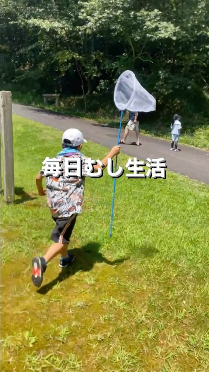 太陽チャンネルのインスタグラム：「月火水木金土日 ずーっとむし生活🐛🐞🐜🐝 むし苦手だけど 子供が好きなもの夢中になっているものは 全力でサポートしてあげたいと思う母心。 しかしその思いはむしには届かず すれ違いの日々。。。 それでも何かしらの出会いはあり🙆‍♀️ 今年の夏休みの目標は 天然の野生カブトかクワガタを GETすること！！💪💪✨️ がんばるぞ！✨️  #seven #昆虫採集  #昆虫好きな人と繋がりたい  #カブクワ #カブトムシ #クワガタ #夏休み #夏休みの過ごし方」