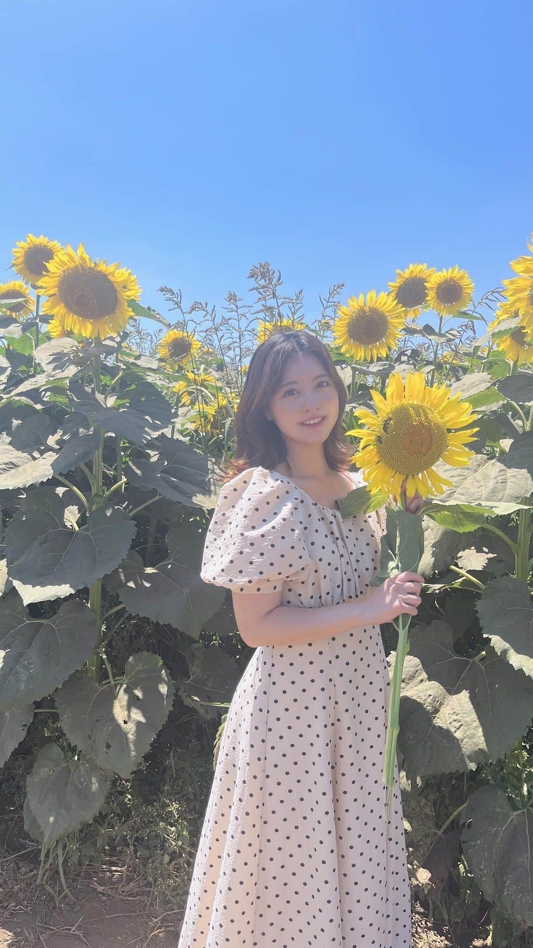 羽島みきのインスタグラム：「地元のひまわり畑🌻🌻🌻」