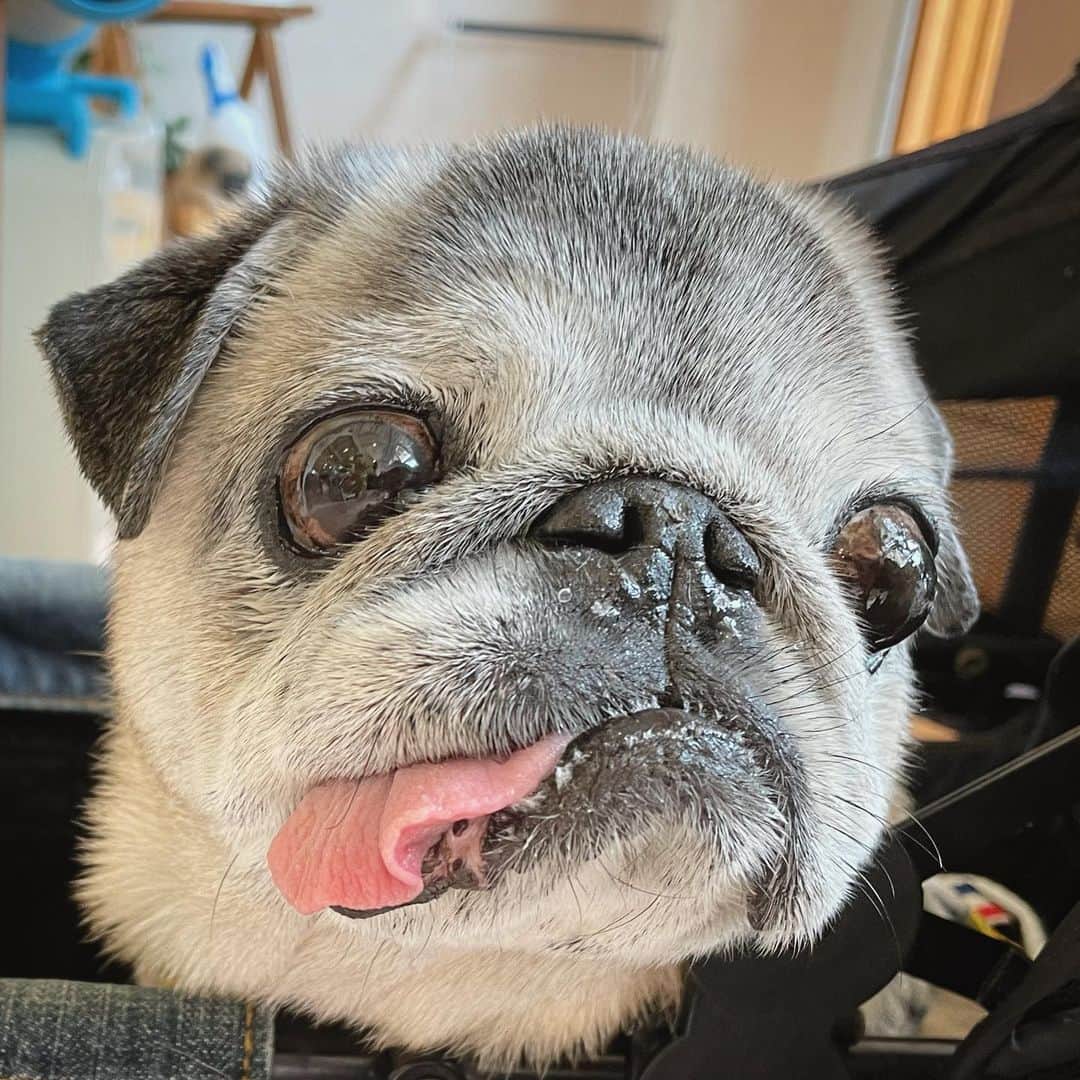 八兵衛のインスタグラム：「Hachibei😊 Jul27,2023 * * 鍼灸整体メンテナンスにきた はっちゃん🏥 * * #うしろにパグちゃんの置物 #マコモクッキーのとりこ  #ほぼ黒パグ #おじいちゃん犬 #16歳10か月  #pug #puggy #puglife #puglove #petstagram #pugstagram #pugsofinstagram #pugs #dog #八兵衛 #はちべえ」