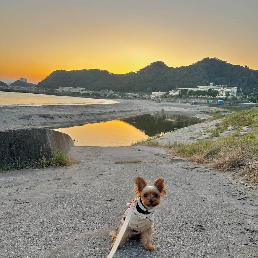 池田沙代さんのインスタグラム写真 - (池田沙代Instagram)「☀️🐶  今年はぴのさんと夏っぽいこと 沢山できてる気がする🤍  #夏の思い出」7月28日 14時00分 - sayopi