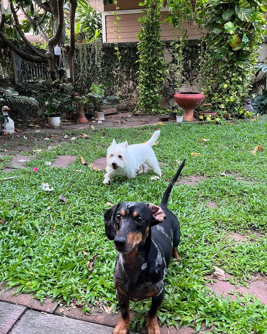 Hoykong&Plamuekのインスタグラム：「Good morning holiday!! Yay!!  #plamuek_westies #kgdoxie #dachshundsofinstagram #westiegram」