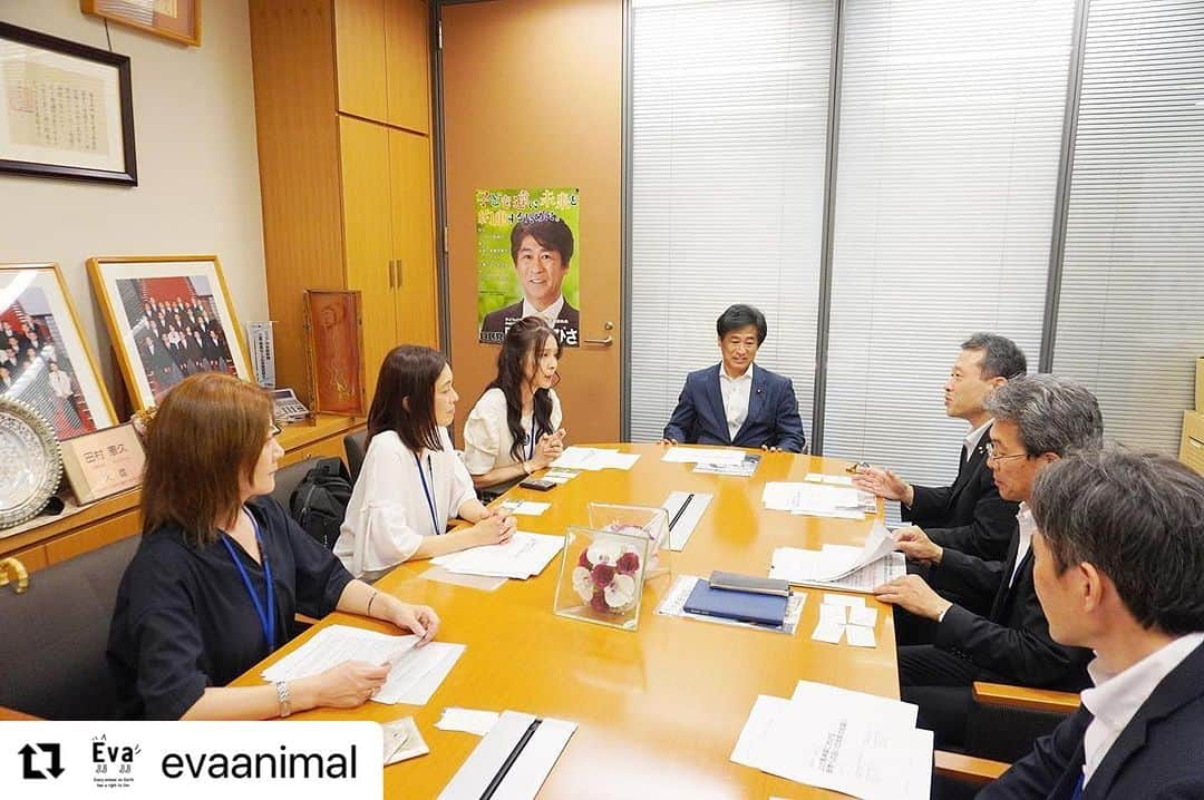 杉本彩さんのインスタグラム写真 - (杉本彩Instagram)「#Repost @evaanimal with @use.repost ・・・ 7月27日Evaは、かねてから動物虐待ではないかと指摘されていた上げ馬神事について、田村憲久元厚労大臣ご同席のもと、一見勝之三重県知事にお時間をいただき、NPO法人アニマルライツセンターと共に動物への扱いの改善をお願いしました。 一見勝之知事と田村憲久議員からは、上げ馬神事について過去に4頭もの馬が転倒し安楽死させられていることについて、非常に危険を伴い改善していかなくてはならない事案であるとのお言葉をいただきました。 またこれまで多くの批判が集まっているにも関わらず開催されることについて、伝統的神事であるがゆえに地元のご年配の方々のご理解を得ることが難しいとのお話しもありました。ですが、伝統文化というものは、その時代に合わせて形を変えるからこそ継承されるものです。ましてや過去の記録には、壁を飛び越えたり坂の角度については一切書かれてなく、サラブレットが導入された現代において迫力があるだろうということで、過去の環境とは大きく異なる急坂と垂直の壁を障害とし、そこを全力疾走させています。  5月の農水委員会の参考人質疑では、環境省から引退馬も愛護動物であり、その愛護動物に対し、正当な理由があったとしても手段が容認される範囲を超える場合は、動物殺傷・動物虐待罪が成立するとのご返答がありました。 そのため、動物愛護法違反の可能性も非常に高いこの神事について、生きた馬を利用するのを止める代替法に変更するか、馬を使うのであれば障害物である急坂と垂直壁の撤去や走路の改善、動物を適切に扱うための方法についてご提案させていただきました。 提案について、一見知事、田村議員からはぜひ上げ馬神事の奉納団体にも直接お話しいただくようアドバイスいただきましたので、引き続き地元の運営団体に改善の要望をお伝えするためにお時間をいただく予定です。上げ馬神事は海外メディアも大きく報道しています。多くの関心が寄せられている中、納得できる改善に繋げるためにも引き続き活動してまいります。 #上げ馬神事  #多度大社  #多度大社の上げ馬廃止を求めます  #アニマルライツセンター  #動物環境福祉協会eva  #杉本彩」7月28日 15時44分 - sugimoto_aya0719