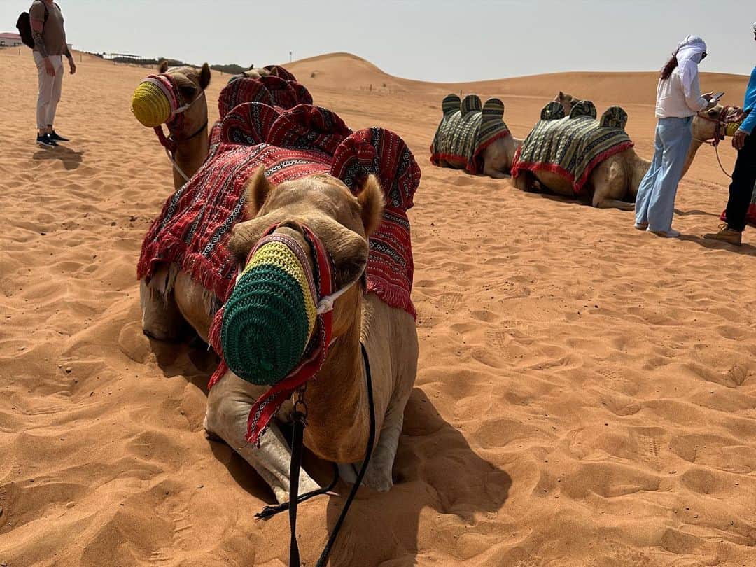 新庄千歳さんのインスタグラム写真 - (新庄千歳Instagram)「灼熱の砂漠🏜 オアシスを求めて、、笑  念願のラクダ🐫さんに乗れてばり楽しかった✨  ラクダで通勤したい笑  I wanna go to work by camel🐫  #dubaidesert #desert #camelride #ラクダ#砂漠#camel」7月29日 1時05分 - chii_in_miami