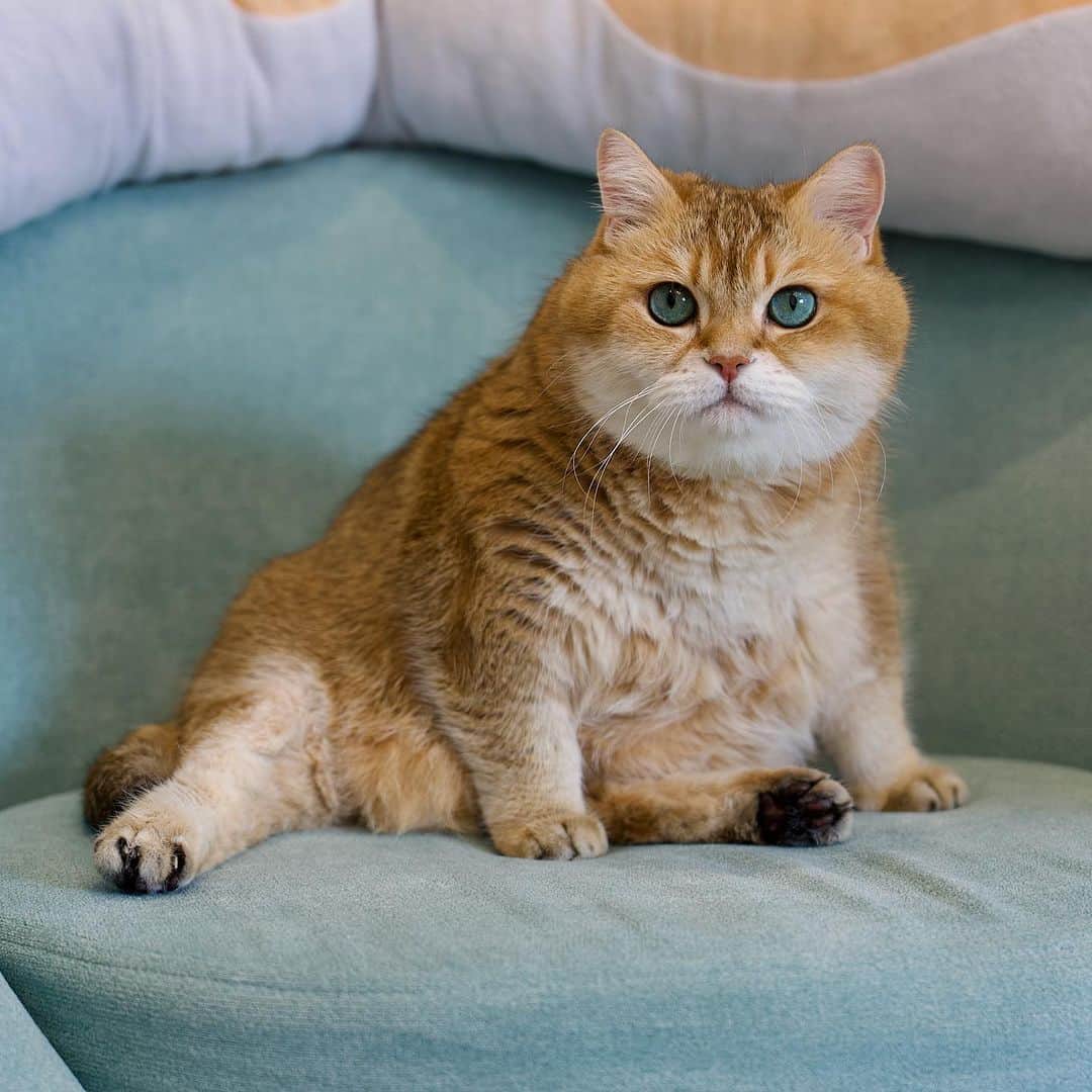 Hosicoのインスタグラム：「For a lot of people, Friday is their favorite day of the week. 😺」