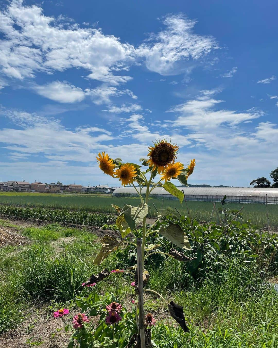 早河ルカ（るー）のインスタグラム：「向日葵🌻🤍」