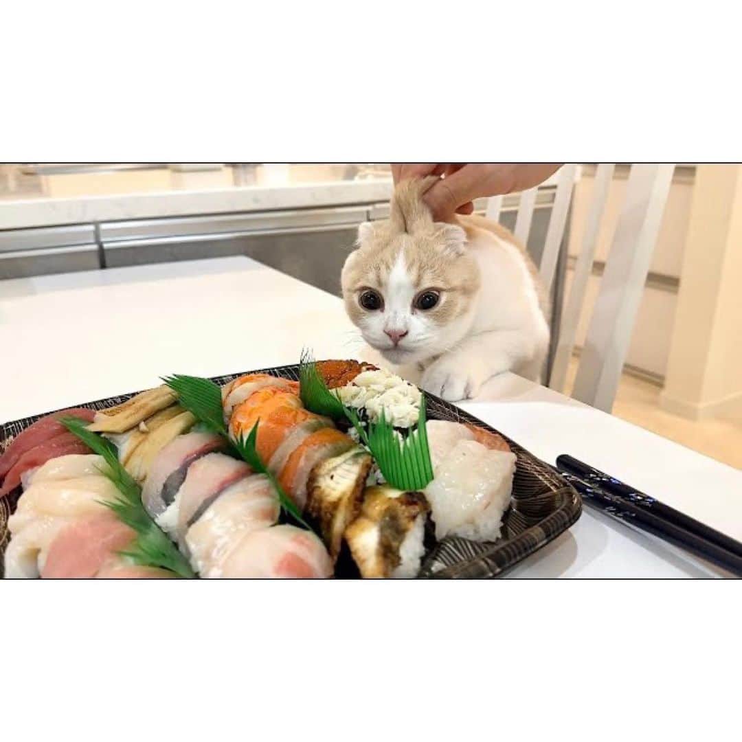 もちまるさんのインスタグラム写真 - (もちまるInstagram)「初めてお寿司を見たはなまる」7月28日 18時23分 - catmotimaru
