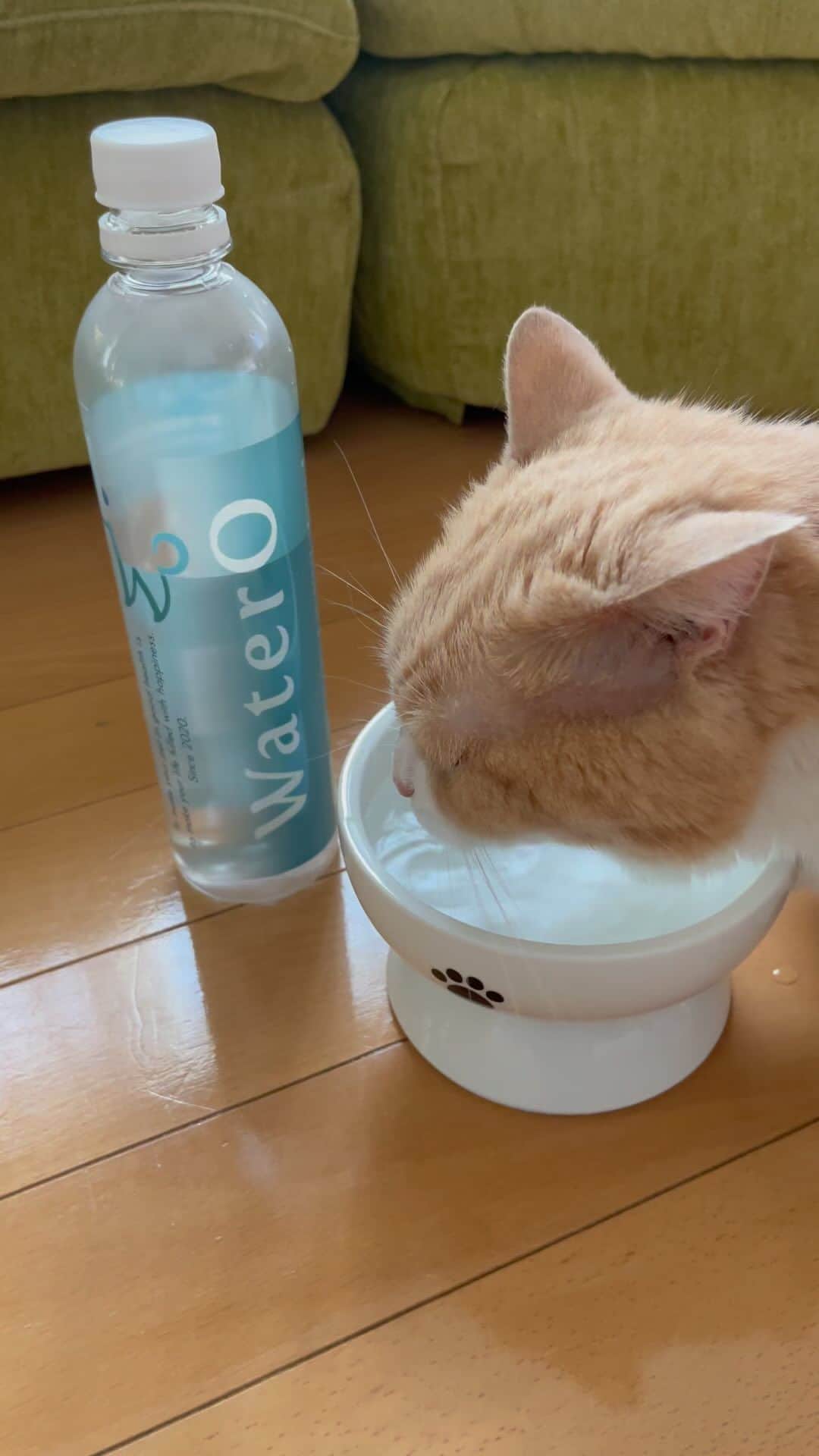 yuriyuri4mamaのインスタグラム：「暑さもだけど、特に高齢猫は気をつけないといけないことがいっぱいありますが、やはりお水は大事です。 わかってはいるんです。 ちょっと食欲も落ちてきた頃合いでもあり、 以前モニターをさせていただいたペットのお水『WaterO』、8月から少しお安くなるということで、リトライしてみました。  いろんなものが値上げする中、企業努力で限界まで値下げをしたということで、何かしら感動する私😭  ボトルのデザインは私のイチオシ👍 味はまいるのイチオシ🩵のようです。  @watero_official  #マンチカン#munchkin#まいるんち#まいる#ココ#ピアス#じゅじゅ#juju#茶トラ#猫 #love#lol#instagood#9gag#catstagram#cutecat#cutecats#cat_of_instagram#instacat#instacats#amazing#短足#pet#癒し」