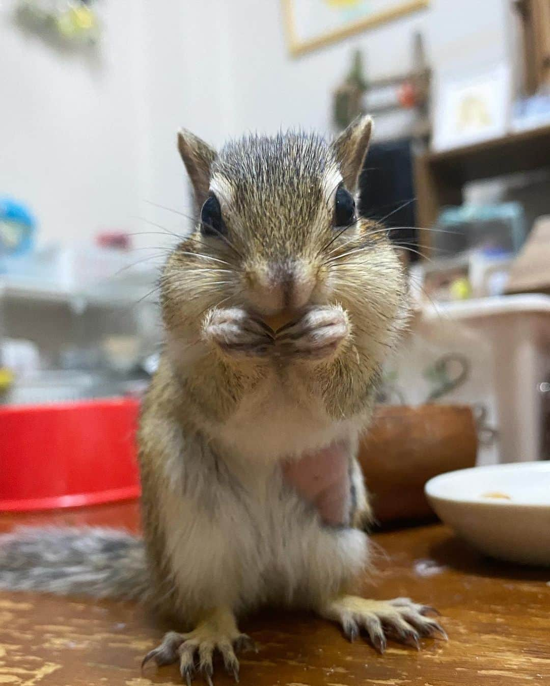 peace_0322のインスタグラム：「#リス#シマリス#ふわもこ部 仕事から帰って急いで部屋んぽ💨」