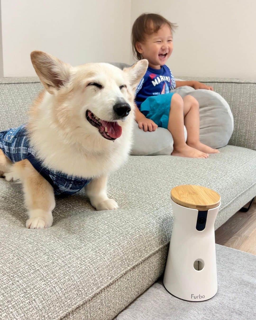 Furbo ドッグカメラのインスタグラム：「@furbo_japan 愛犬も大切な家族の一員。いっしょにスクスクと育って、ずっと笑顔でいられますように👶🐶✨   　Special Thanks to @maricolo_yuharu 💛    ⋯     年に一度のビッグセール, 　まもなく終了予定です！😫💦  ✨Furbo定額セットプラン✨で購入すると、 Furboカメラ本体が💥半額以下💥に!!!  今ならまだ間に合います！🥹  プロフィールのリンクから 「今年最安値17,000円OFF！」をタップして💨✨  ▶︎ @furbo_japan  #Furbo #ファーボ #ファーボは見た #ドッグカメラ #ペットカメラ #見守りカメラ #お留守番カメラ #犬すたぐらむ #わんすたぐらむ #犬好きさんと繋がりたい #犬のいる暮らし #犬との生活 #犬グッズ #ペットグッズ #ペット用品 #ペット家電 #セール」