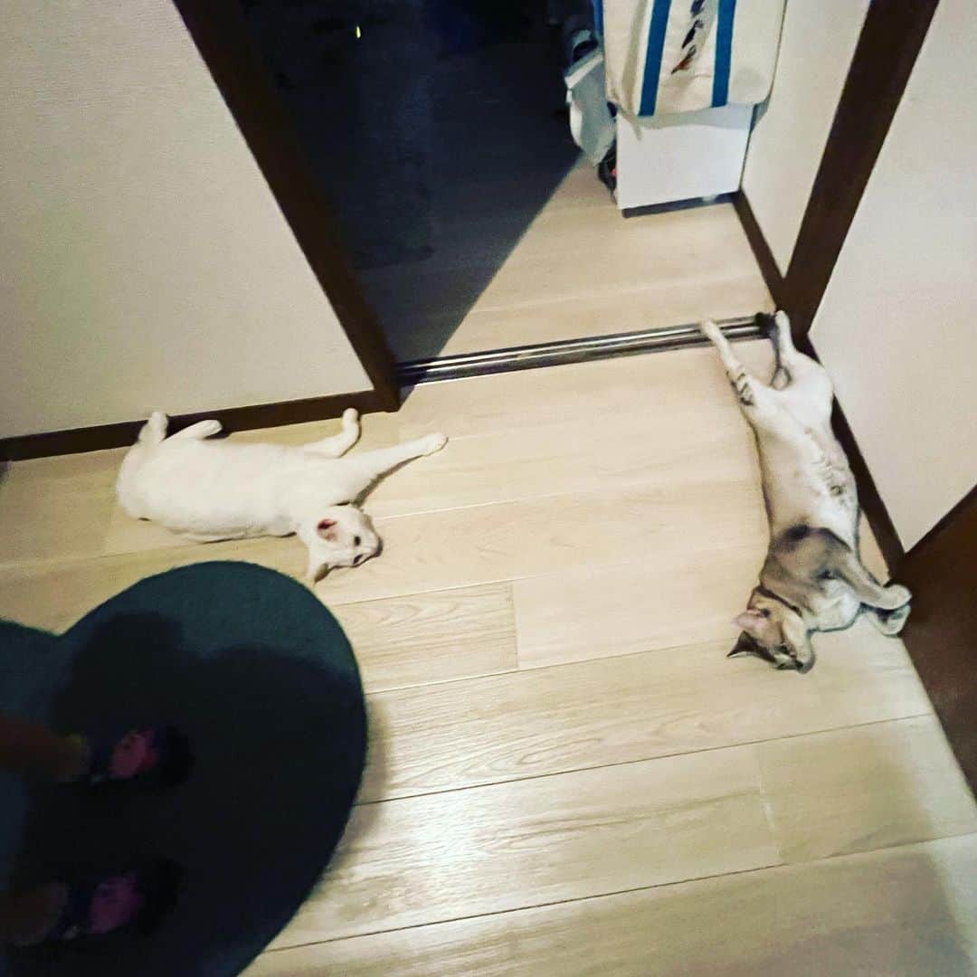 のインスタグラム：「玄関に猫が落ちてる。息子が混ざる。　#おチェルにゃん　#おファルにゃん」