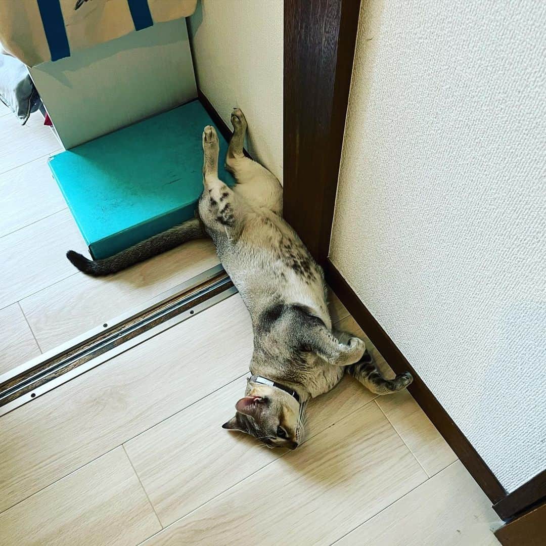 水谷さるころのインスタグラム：「チェル太のお気に入りスポット　#おチェルにゃん」