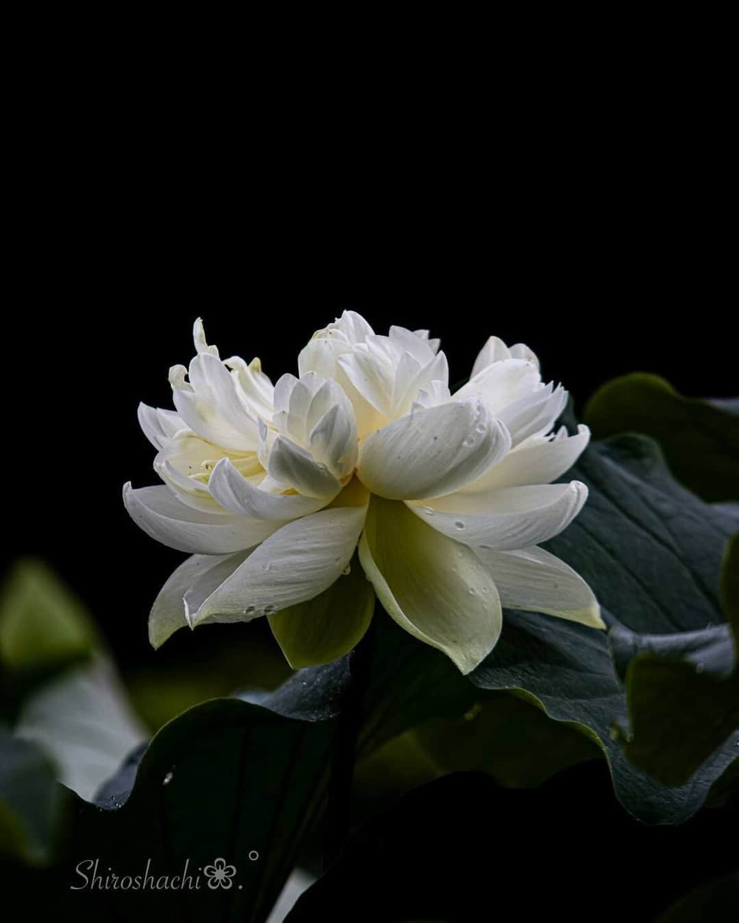 花の写真館のインスタグラム：「Photo by shiroshach. https://instagram.com/shiroshach/ . Original Post[投稿いただいたURL] https://www.instagram.com/p/Cuq_4v1vgBi/ . 本アカウントは、 #私の花の写真 をつけてInstagramに投稿された皆さまの花の写真や、「花の写真館」Facebookページで投稿された花の写真を紹介します。 「花の写真館」Facebookページは、「 @floral.photograph 」のプロフィールにあるURLからご覧ください。 . ※各種法令、マナー、関係者の指示に従った撮影をお願いします。 *Please ensure that your photography adheres to all relevant laws, etiquette, and instructions issued by authorized persons. ※本アカウントは東京カメラ部がFacebook、Instagramのサービスを利用して運営しているもので、Meta社・Instagramとは一切関係ありません。 . #花の写真館 #floralphotograph #floralphoto #flower #flowers Follow: @floral.photograph」