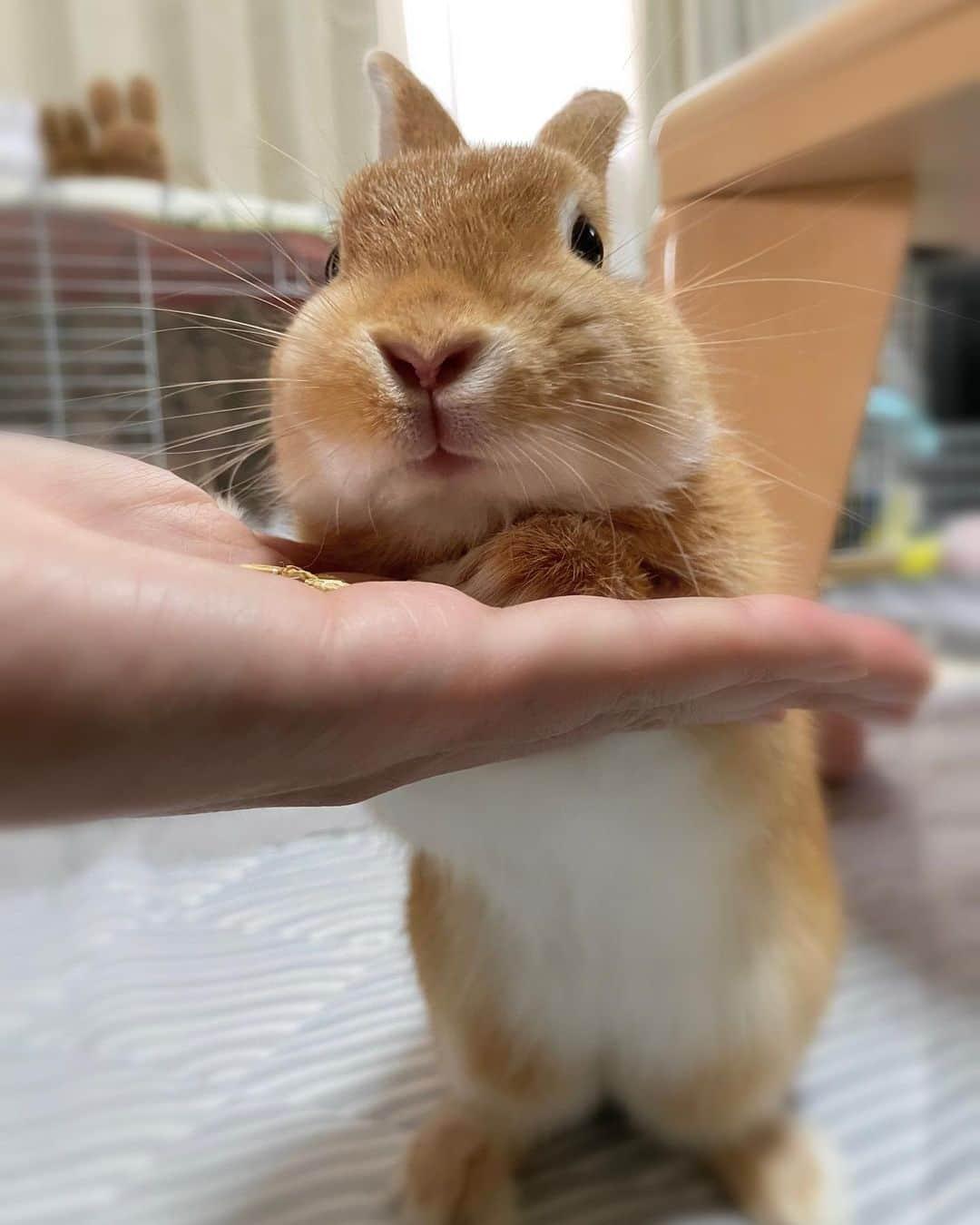 ラン?のインスタグラム：「おやつをもらうシェリたん🐰 嬉しくてお鼻パッカーン🤗💕 ☆ #うさぎのシェリー #うさぎ #うさぎのいる暮らし #rabbit #ネザーランドドワーフ #ふわもこ部 #もふもふ部 #netherlanddwarf #kawaii #かわいい #うさぎ部  2023.07.28」