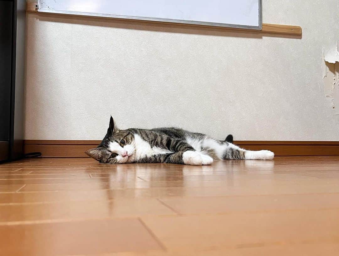 ひのき猫さんのインスタグラム写真 - (ひのき猫Instagram)「まったりしてます☺️  ・ ・ ・  #オデコ # #ひのき猫  #まったりねこ  #かわいい猫  #ねことの生活  #にゃんすたぐらむ  #猫好きさんとつながりたい  #cat  #catstagram  #cutecats」7月28日 19時47分 - hinoki.cute.kitten