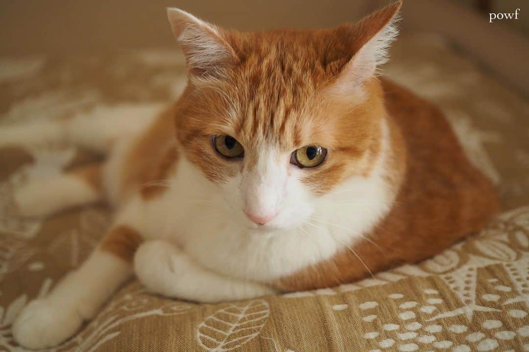 anemone_69のインスタグラム：「🐈 . #ハカセとキョウジュ #茶トラ白 #茶白 #cat #猫 #保護猫 . . .」