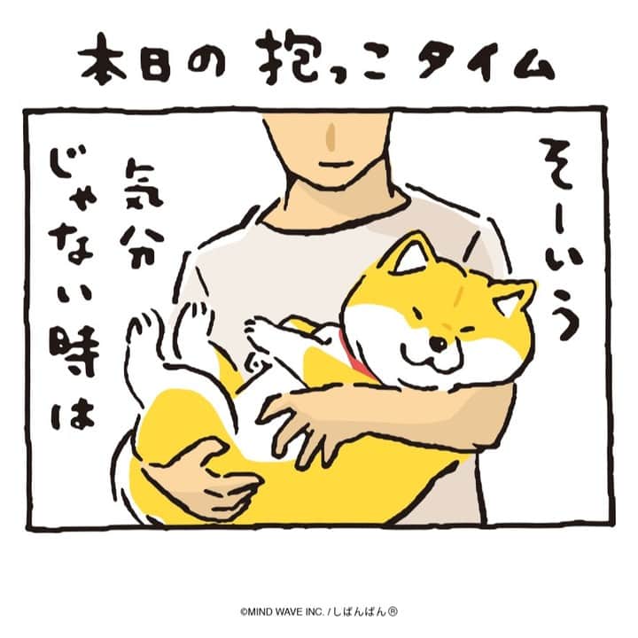オオゴシヤステルのインスタグラム：「#しばんばんまんが  🟠第211話🟠  本日の抱っこタイム  #今日のしばんばん #しばんばん #shibanban #むちころばんばん #muchicorobanban #微笑柴犬 #マインドウェイブ #mindwave #オオゴシヤステル #柴犬 #しばいぬ #shibainu #抱っこ」