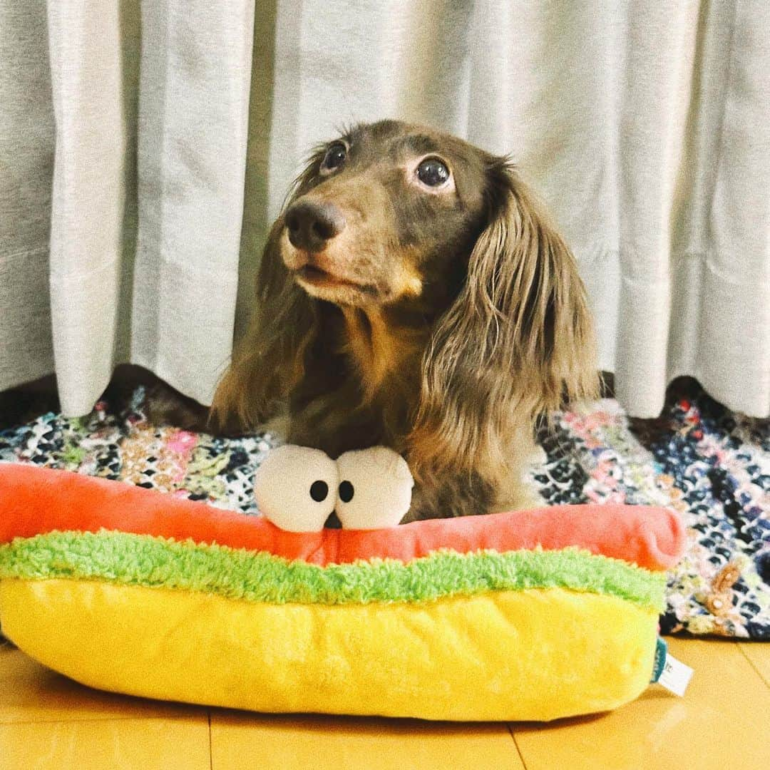 MOMOKAさんのインスタグラム写真 - (MOMOKAInstagram)「🌭🐶 きみはほんとにかわいいね」7月28日 21時06分 - momoka_jewel