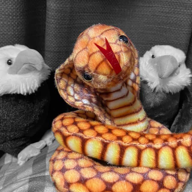 カノエラナのインスタグラム：「🦅🐍🦅」