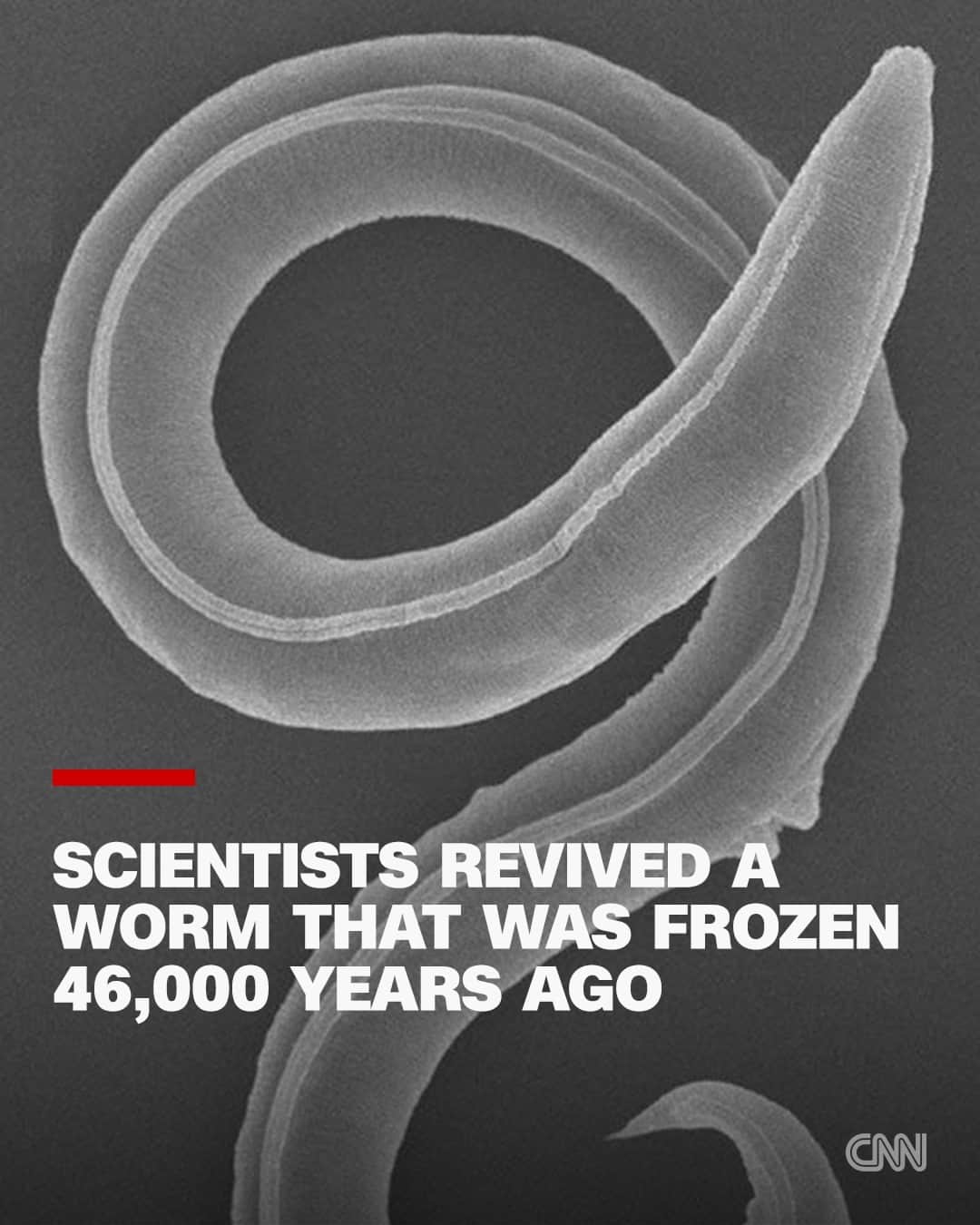 CNNさんのインスタグラム写真 - (CNNInstagram)「Scientists have revived a worm that was frozen 46,000 years ago — at a time when woolly mammoths, saber-toothed tigers and giant elks still roamed the Earth.  The roundworm, of a previously unknown species, survived about 130 feet below the surface in the Siberian permafrost in a dormant state known as cryptobiosis, according to Teymuras Kurzchalia, one of the scientists involved in the research.  "One can halt life and then start it from the beginning. This a major finding," he said, adding that other organisms previously revived from this state had survived for decades rather than millennia.  Read more at the link in our bio.  📸: Alexei V. Tchesunov and Anastasia Shatilovich/Institute of Physicochemical and Biological Problems in Soil Science RAS」7月29日 2時45分 - cnn