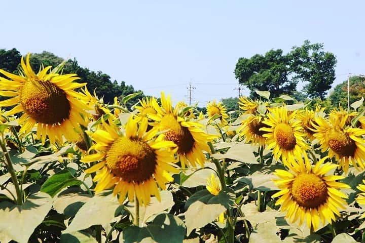 大菅小百合のインスタグラム：「夏休み☀️🌻🍉✨ 暑いのはわかっていたけど行ってみたくて朝イチ行動‼️🏃‍♀️ もう見頃も終わりみたいで少し下向き加減だったけどそれでも迫力ありました⤴︎😍👏🏻 どこでもドアで映え写真📷✨笑 夏感じてきました🧡💛🧡 汗だくで帰ってきて午後からはのんびり〜🎵 寒いのは我慢できるけど暑いのは本当に耐えられない💦  ばっちり絵日記ネタいただきました😆 ・ ・ ・ #夏休み #ひまわり  #絵日記ネタ #宿題は８割終了 #個人面談も終了 #それにしても暑い☀️😵💦」