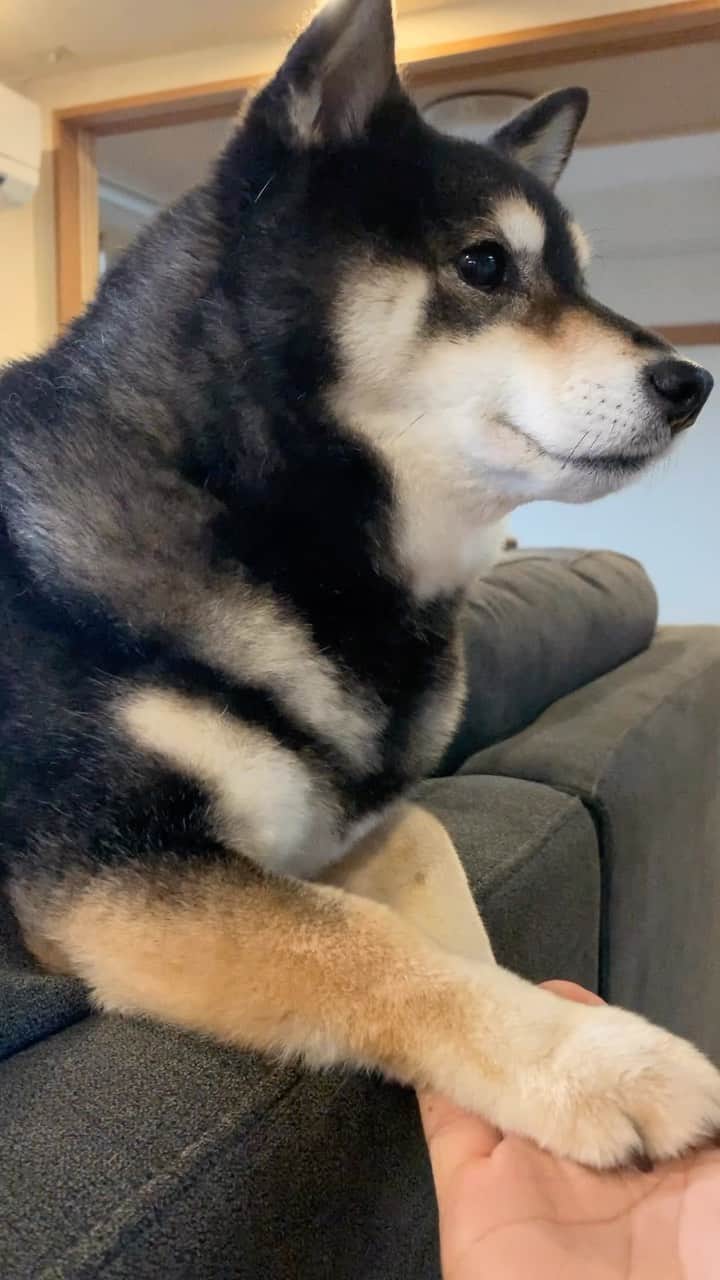 吾子のインスタグラム：「・ ・ ん❓なに❓握手🐶❓ ・ はいはいわん🐶🐾 ・ プレゼントは❓🍖ないの🐶❓またきてねおじさん👨🏻 ・ ・ ・  ・ ・ ・ ・ ・ ・ ・ ・ #流れ作業 #おやつないと目を見てくれない🐶 #sapporo  ・ 北海道の柴犬 #柴北会 の皆ワン🐶暑い日は水いっぱい飲もう〜🐶✨ ・ #adorable #instadog#shibainu#dog#柴犬ライフ #instashiba#柴犬マニア #9gag #barked #kuroshiba#socute #cutedog#いぬのきもち #黒柴 #dogstagram_japan」