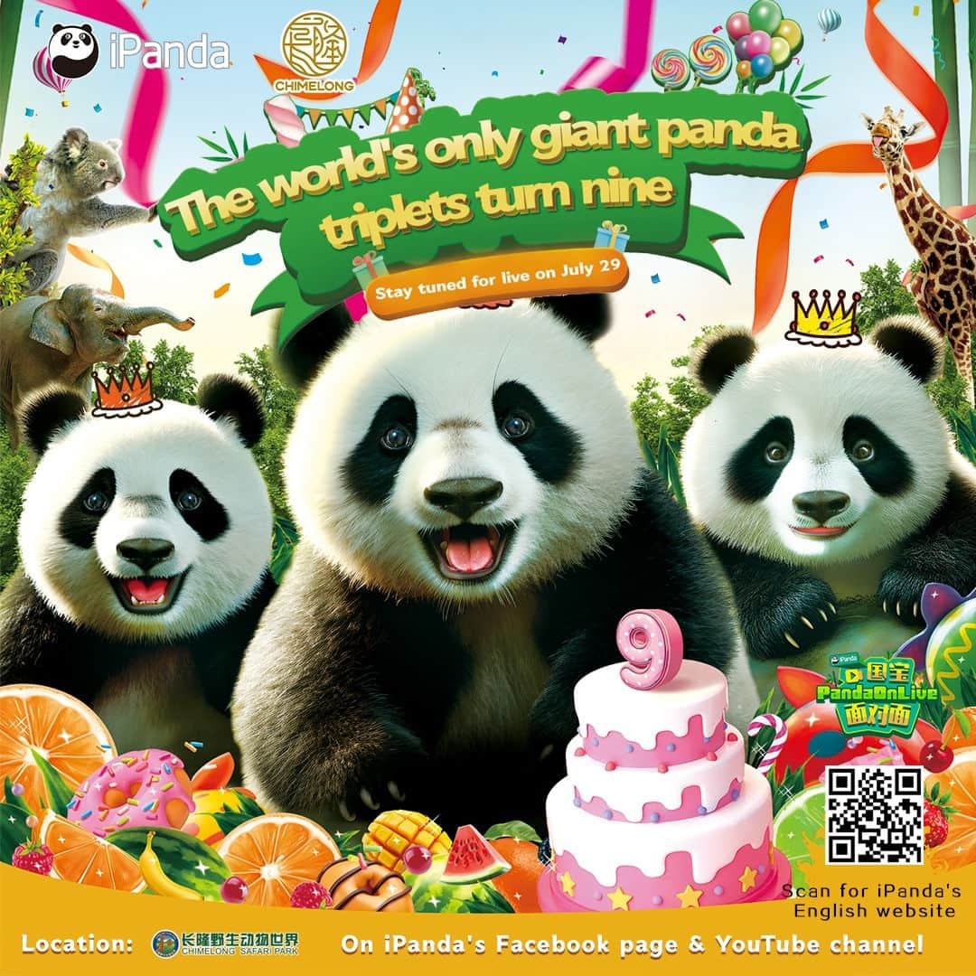 iPandaさんのインスタグラム写真 - (iPandaInstagram)「Live Preview: This is an invitation to the world's only giant panda triplets’ birthday party! Stay tuned to iPanda's Facebook page and YouTube channel at 11:00 am (GMT+8) on July 29. Let’s celebrate the panda siblings’ 9th birthday together!   #PandaPic #FBLive #CCRCGP   For more panda information, please check out: http://en.ipanda.com」7月28日 21時30分 - ipandachannel