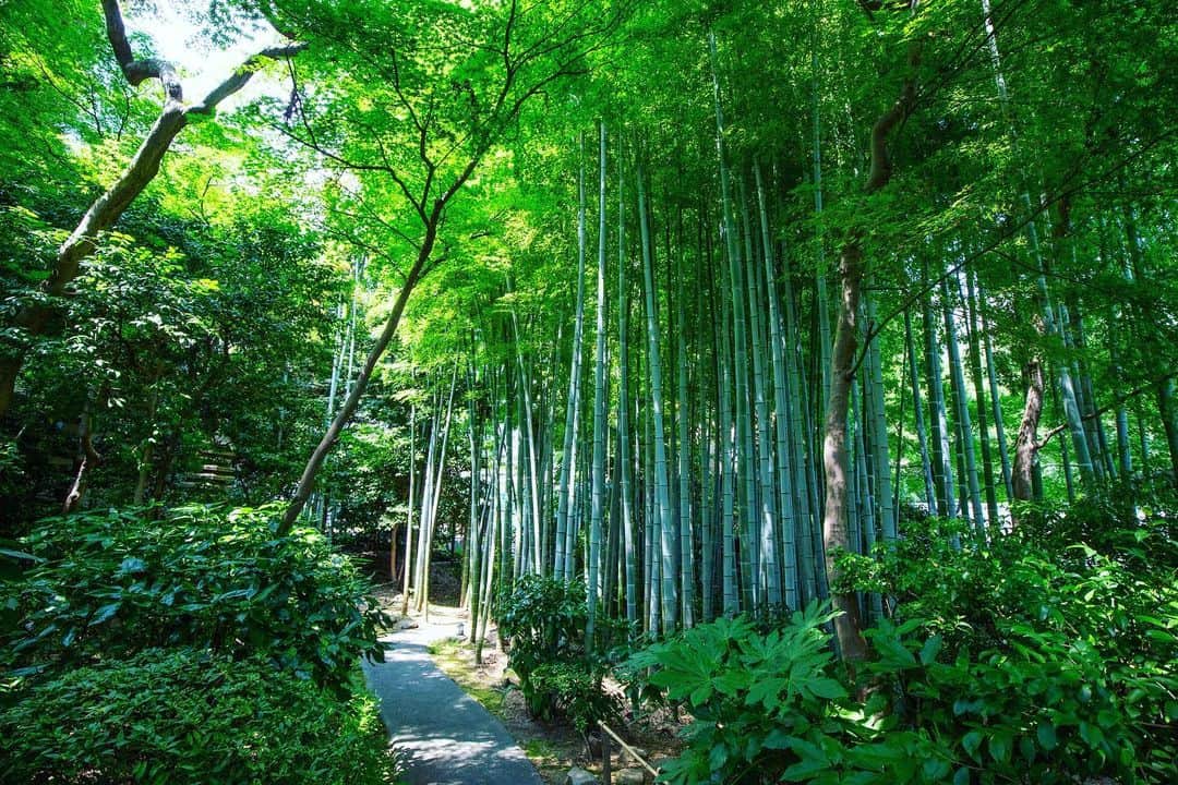 八芳園さんのインスタグラム写真 - (八芳園Instagram)「二十四節気では一年で最も暑さの厳しい #大暑 の頃。  日本庭園にも強い陽射しが降り注ぎます。  夏の庭園は生命力に満ち溢れ 力強く葉を付けた木々の緑に覆われます。  猛暑が続く今日この頃。  庭園散策の際には涼しい時間帯にお越しいただき、熱中症に十分お気をつけて、こまめな水分補給を行ってください🎐」7月28日 21時35分 - happoen