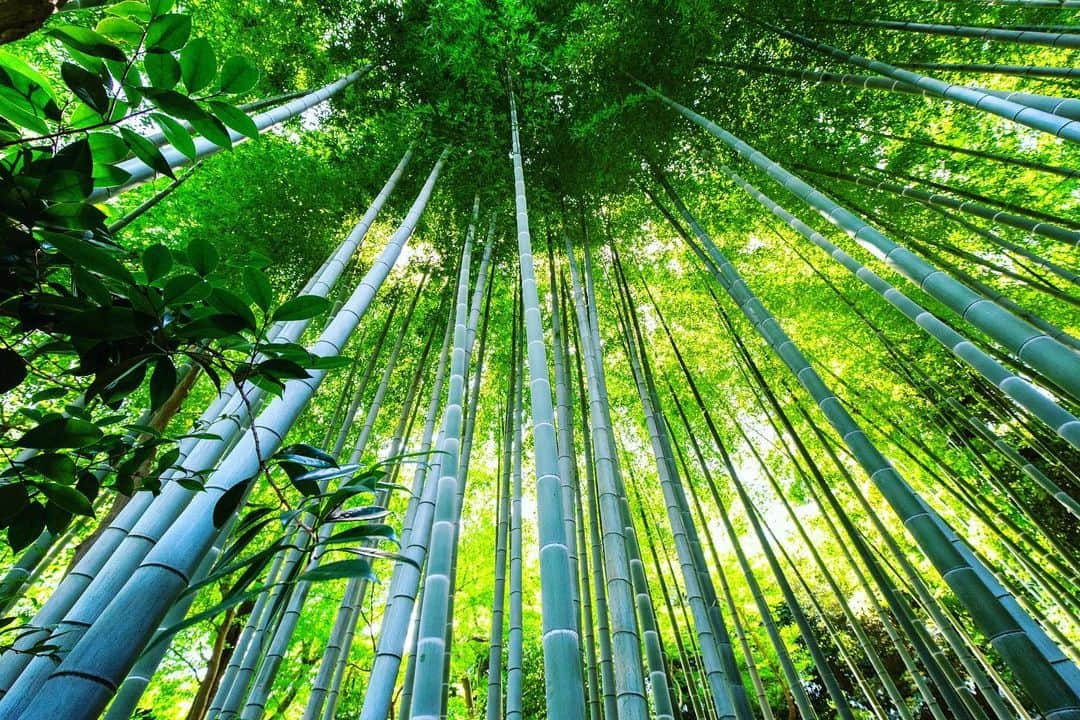 八芳園のインスタグラム：「二十四節気では一年で最も暑さの厳しい #大暑 の頃。  日本庭園にも強い陽射しが降り注ぎます。  夏の庭園は生命力に満ち溢れ 力強く葉を付けた木々の緑に覆われます。  猛暑が続く今日この頃。  庭園散策の際には涼しい時間帯にお越しいただき、熱中症に十分お気をつけて、こまめな水分補給を行ってください🎐」