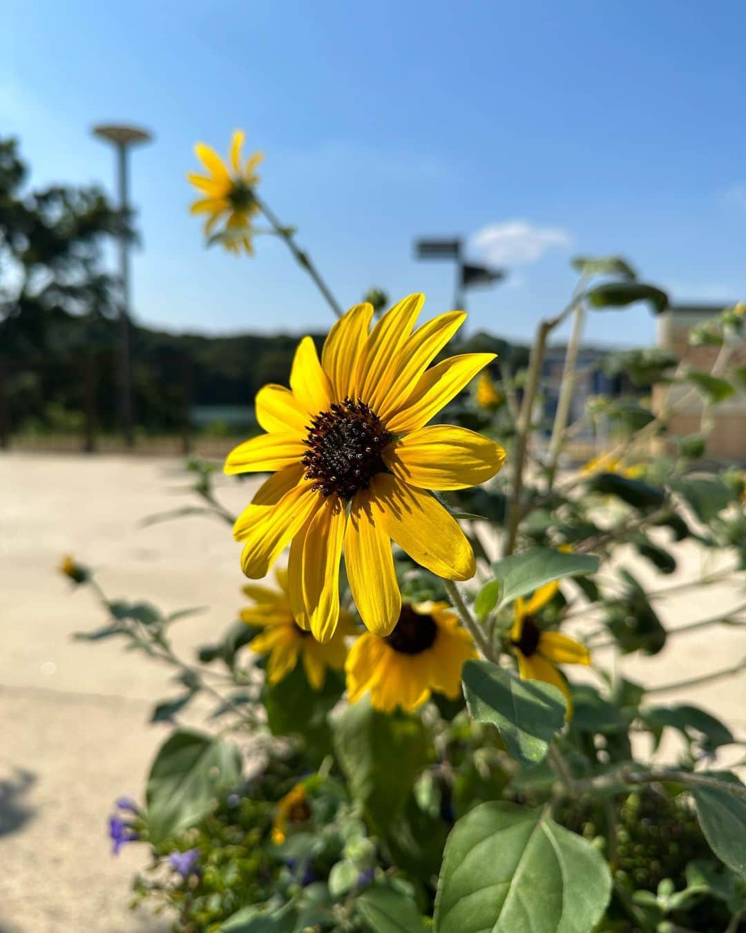 深田結梨（浅田結梨）さんのインスタグラム写真 - (深田結梨（浅田結梨）Instagram)「🌻🌿🌻🌿  #ムーミンバレーパーク  #トーベヤンソン  #moomin  #photooftheday  #portrait  #portraitphotography  #japan  #summer  #nature  #ムーミン  #飯能  #自然」7月28日 22時40分 - yuuriman_