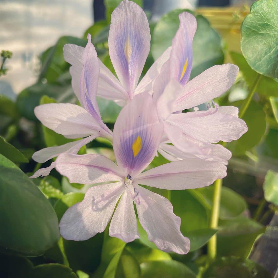 住吉美紀さんのインスタグラム写真 - (住吉美紀Instagram)「#ホトケノザ に今朝、とつぜん花が咲いた！暑い朝、元気出た！ #ベランダ植物園 ジャーナル #水草」7月28日 23時04分 - miki_sumiyoshi