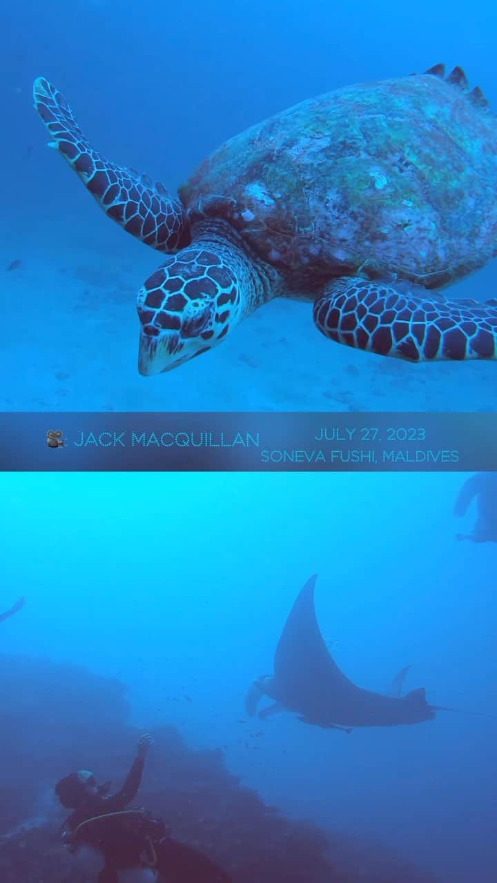 ブライアン兄弟のインスタグラム：「My dive buddy, @jack_macquillan, got the money shots! @discoversoneva #sonevafushi #goproawards 🤿  . . . . . . #diveinmaldives #ol #maldives #bucearmaldivas #visitmaldives #protectingtheoceans #indicosecret #maldivesheartofindianocean #buceomaldivas #buceoenmaldivas #adventuresingreenandblue #aventurasenverdeyazul #viajarenespa #maldivascorazondelindico #ocean #maldivasenespa #scubadiving #paditv #maldivesocean #underwater #padi #padidiver #padiinstructor #diving #diversity #dive #underwaterworld #scuba」