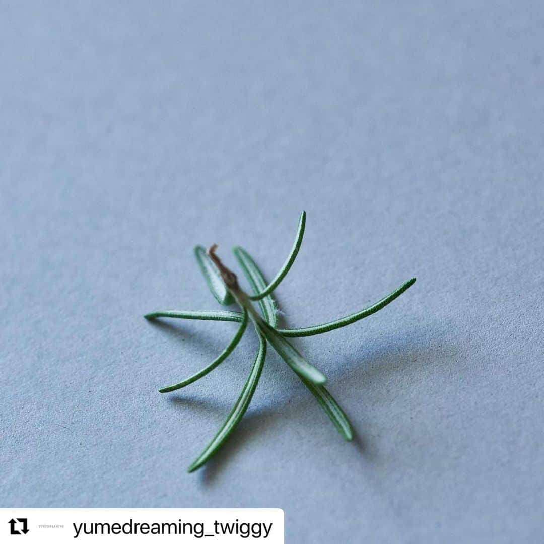 松浦美穂のインスタグラム：「#Repost @yumedreaming_twiggy with @use.repost ・・・ .  ボタニカルサイエンス(植物×科学)をテーマにしたTWIラインは、従来のヘアケア(Hair Care)の概念をヘア療法(Hair Cure)という考え方へと進化させ、根本からの揺るぎない美しさを構築します。  健やかな髪を育む頭皮環境に必要なオタネニンジン根エキス、カモミール、フローレンなどを配合したTWIスカルプセラムは、潤いバランス、免疫機能、適量な皮脂分泌を整えながら、抜け毛や白髪、頭皮のエイジングにアプローチします。  ローズマリー、ペパーミント、レモングラス、ゼラニウムなど9種類の精油による爽やかなシトラスグリーンがやさしく香ります。  #YUMEDREAMING #ユメドリーミン #TWI #ツイ #TWIGGY.#ツイギー」