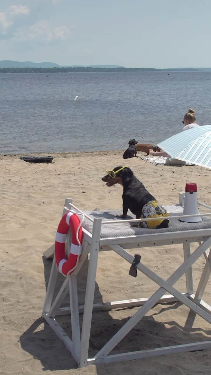 Crusoe the Celebrity Dachshundのインスタグラム：「“Would you trust me as your lifeguard? 🛟😅” ~ Crusoe  #beachvibes #lifeguard #dogsofig #dachshunds」